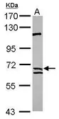 Anti-Calpain 9 antibody [N1N3] used in Western Blot (WB). GTX115472