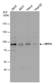 Anti-HBS1L antibody used in Western Blot (WB). GTX115474