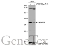 Anti-MTHFD2 antibody [N3C3] used in Western Blot (WB). GTX115482
