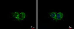Anti-Mitofilin antibody used in Immunocytochemistry/ Immunofluorescence (ICC/IF). GTX115523