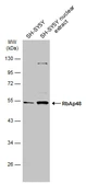 Anti-RbAp48 antibody [N3C3] used in Western Blot (WB). GTX115555