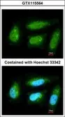 Anti-DUSP10 antibody [N1C1] used in Immunocytochemistry/ Immunofluorescence (ICC/IF). GTX115564