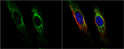 Anti-Cpn10 antibody used in Immunocytochemistry/ Immunofluorescence (ICC/IF). GTX115575