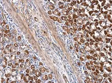Anti-SEC23IP antibody used in IHC (Paraffin sections) (IHC-P). GTX115597