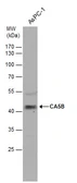 Anti-CA5B antibody used in Western Blot (WB). GTX115604
