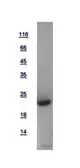 Human DCTN3 protein, His tag. GTX115607-pro