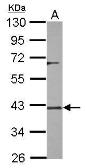 Anti-DUSP12 antibody [N2C3] used in Western Blot (WB). GTX115609