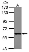 Anti-DDX19B antibody [C1C3] used in Western Blot (WB). GTX115611