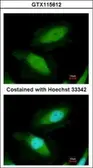 Anti-DDX19B antibody [N1N3] used in Immunocytochemistry/ Immunofluorescence (ICC/IF). GTX115612