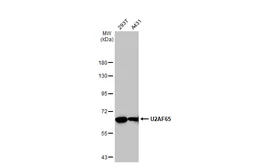 Anti-U2AF65 antibody [C1C3] used in Western Blot (WB). GTX115622