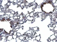 Anti-TWF2 antibody used in IHC (Paraffin sections) (IHC-P). GTX115626