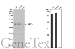 Anti-IKZF3 antibody [N1C2] used in Western Blot (WB). GTX115628