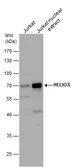 Anti-HELIOS antibody used in Western Blot (WB). GTX115630