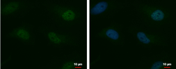 Anti-MTF2 antibody used in Immunocytochemistry/ Immunofluorescence (ICC/IF). GTX115635