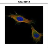 Anti-TPX2 antibody used in Immunocytochemistry/ Immunofluorescence (ICC/IF). GTX115654