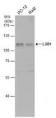 Anti-LSD1 antibody used in Western Blot (WB). GTX115660