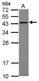 Anti-MRPS27 antibody used in Western Blot (WB). GTX115668