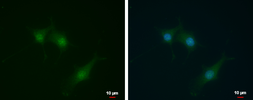 Anti-SEC14L2 antibody [N1C1] used in Immunocytochemistry/ Immunofluorescence (ICC/IF). GTX115717