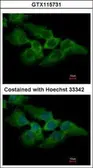Anti-MKRN2 antibody used in Immunocytochemistry/ Immunofluorescence (ICC/IF). GTX115731