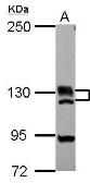Anti-BRD1 antibody used in Western Blot (WB). GTX115758