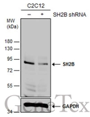 Anti-SH2B antibody used in Western Blot (WB). GTX115780