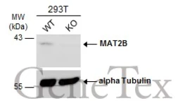 Anti-MAT2B antibody [N3C3] used in Western Blot (WB). GTX115863