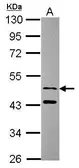 Anti-SNX15 antibody used in Western Blot (WB). GTX115896