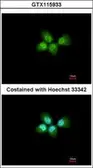 Anti-ANP32A antibody [N1C2] used in Immunocytochemistry/ Immunofluorescence (ICC/IF). GTX115933