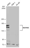 Anti-MAP4K4 antibody used in Western Blot (WB). GTX116008