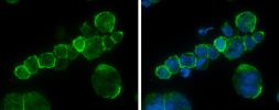 Anti-CD45 antibody used in Immunocytochemistry/ Immunofluorescence (ICC/IF). GTX116018