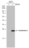 Anti-Endothelin 1 antibody [C1C3] used in Western Blot (WB). GTX116033