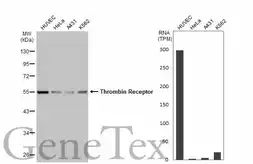 Anti-Thrombin Receptor antibody [N1N2], N-term used in Western Blot (WB). GTX116035