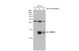 Anti-FABP4 antibody [N3C3] used in Western Blot (WB). GTX116036