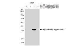 Anti-H-Ras antibody used in Western Blot (WB). GTX116041