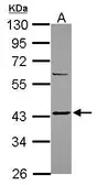 Anti-Somatostatin receptor 2 antibody [C2C3], C-term used in Western Blot (WB). GTX116054