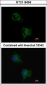 Anti-TAS1R1 antibody [N1N2], N-term used in Immunocytochemistry/ Immunofluorescence (ICC/IF). GTX116068