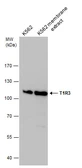 Anti-T1R3 antibody [C1C2], Internal used in Western Blot (WB). GTX116069