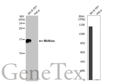 Anti-Midkine antibody [N1C3] used in Western Blot (WB). GTX116089