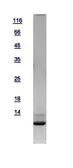 Human NEDD8 protein, His tag. GTX116090-pro