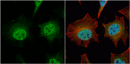 Anti-ARHGEF3 antibody [N1C1] used in Immunocytochemistry/ Immunofluorescence (ICC/IF). GTX116114