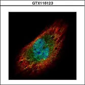Anti-EXOSC3 antibody used in Immunocytochemistry/ Immunofluorescence (ICC/IF). GTX116123