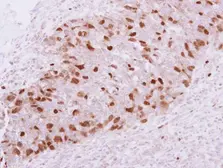 Anti-Geminin antibody used in IHC (Paraffin sections) (IHC-P). GTX116125