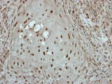 Anti-KLF3 antibody [N3C3] used in IHC (Paraffin sections) (IHC-P). GTX116153