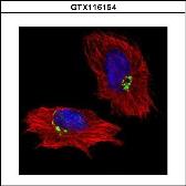Anti-GOLPH2 antibody used in Immunocytochemistry/ Immunofluorescence (ICC/IF). GTX116154