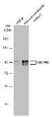 Anti-GOLPH2 antibody used in Western Blot (WB). GTX116154
