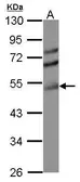 Anti-EAPII antibody used in Western Blot (WB). GTX116176