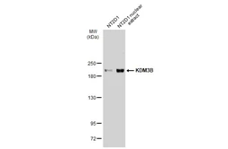 Anti-KDM3B antibody [C2C3], C-term used in Western Blot (WB). GTX116198