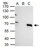Anti-TRIM25 antibody used in Immunoprecipitation (IP). GTX116209