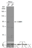 Anti-CSDE1 antibody [N2C1], Internal used in Western Blot (WB). GTX116218