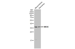 Anti-MIOX antibody used in Western Blot (WB). GTX116239
